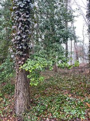 Tree Trunk covered in Ivy on Foggy Day