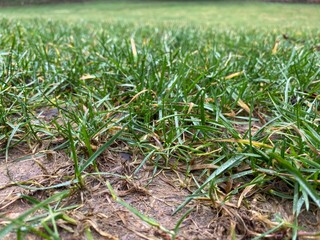 Grass Lawn yard showing saturation poor drainage