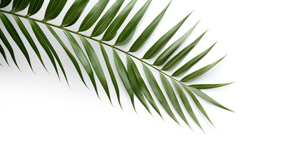 Palm branch white background