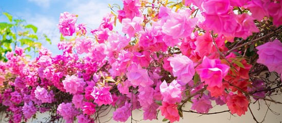 A row of vibrant pink and purple bougainvillea flowers blooming on a tree, creating a colorful and picturesque sight in nature.