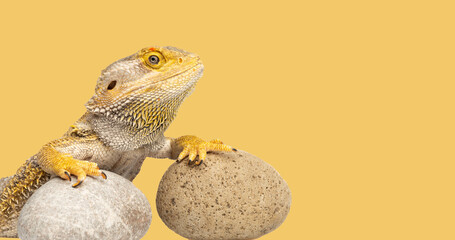 bearded dragon lizard on yellow background isolated with free space for text