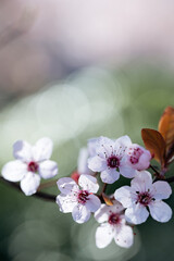 Cherry blossoms in crisp detail stand out against a whimsical bokeh background, encapsulating the...