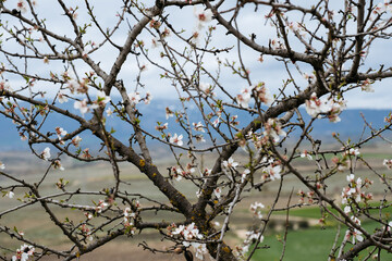 Blossoming tree branches intertwine, punctuating the landscape with signs of spring against the vast backdrop of a tranquil valley.