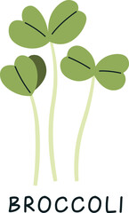 Broccoli Sprouts Microgreen