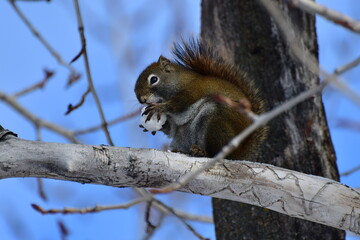 squirrel on a tree