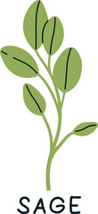 Sage Sprouts Microgreen