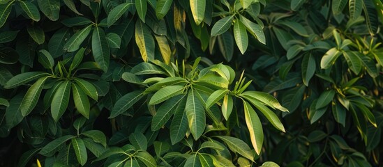 This close-up shot showcases the fresh green leaves of mango trees in December in Central Java. The image highlights the lush abundance of leaves, their vibrant green color, and intricate details.