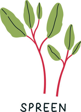 Magenta Spreen Sprouts Microgreen