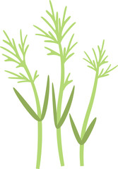 Fennel Sprouts Microgreen