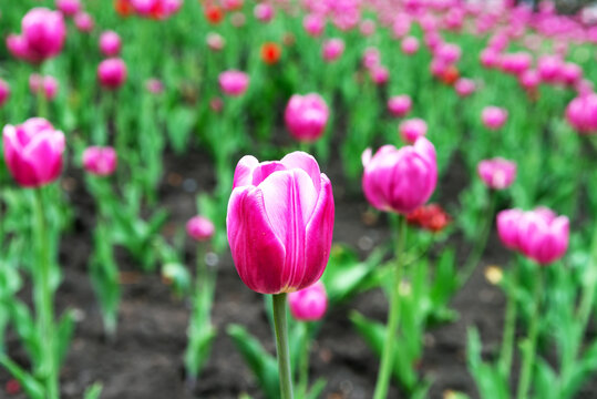 Beautiful bright colorful purple, blooming tulips on a large flowerbed in the city garden or flower farm field in springtime. Spring flower background.