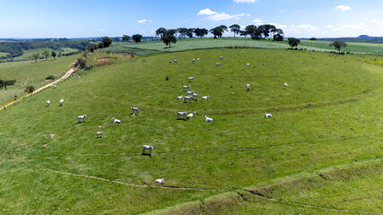 Nelore cattle in a green pasture on a farm in São Paulo, SP. © Pedro