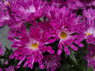 Hardy chrysanthemums are blooming in the garden.
