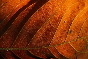 leaf texture 