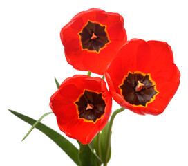 Bouquet red tulips flowers isolated on white background. Beautiful composition for advertising and...