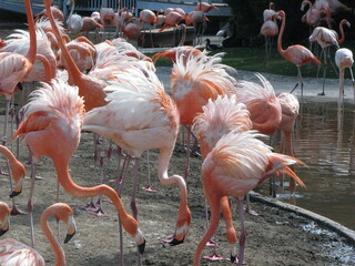 Many flamingos.