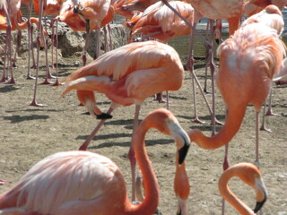 Many flamingos.