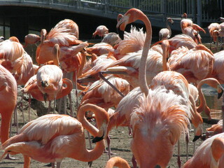 Many flamingos.