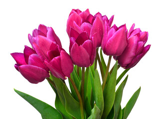 Bouquet purple tulips flowers isolated on white background. Beautiful composition for advertising and packaging design in the garden business. Flat lay, top view