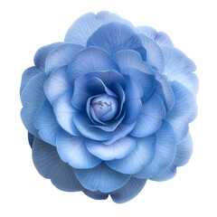 Blue Camellia flower isolated on transparent background generative ai