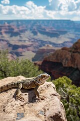Fototapeta premium A lizard standing on rock in Grand Canyon.
