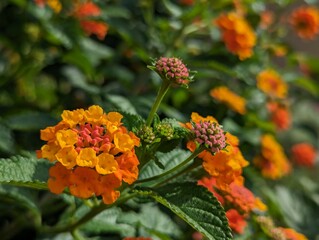 orange flowers in the garden