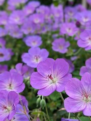delicate wildflowers on a sunny day, background