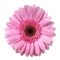 Foto op Plexiglas pink gerbera flower isolated on transparent background generative ai © Sathaporn