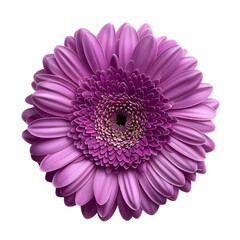 purple gerbera flower isolated on transparent background generative ai