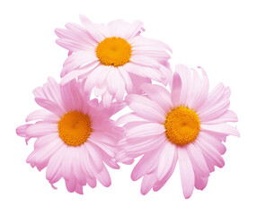 Three pink daisy head flower isolated on white background. Flat lay, top view. Floral pattern, object