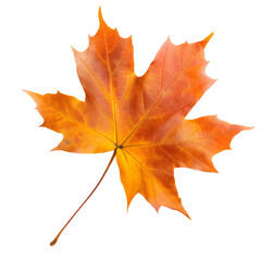 Obraz premium maple leaf isolated on transparent background generative ai