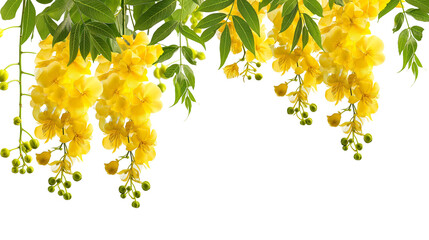 Obraz premium The cassia fistula flower or National of Myanmar flower, Illustration.