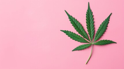 Cannabis plant leaves over plain pink background.