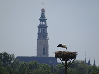 A stork in a nest near Middelburg, The Netherlands. In the background the iconic abbey tower "Lange Jan".