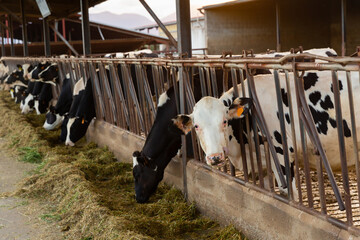 Row of cows eating hay in cowshed on dairy farm