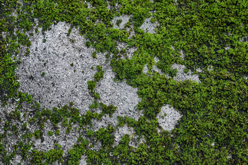 Green moss on old concrete wall texture. Abstract background and texture for design.