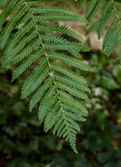Fern leaves in the forest. Nature background. Close up.