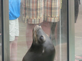 A seal performing tricks