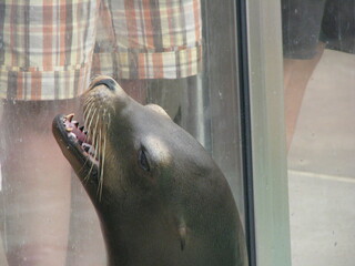 A seal performing tricks