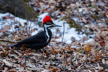 Fototapeta premium Pileated Woodpecker (Dryocopus pileatus) on the ground with leaves and snow during winter.