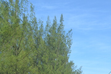 tree view in blue sky and sunny day