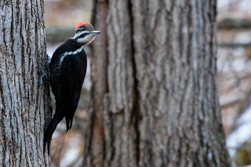 Pileated Woodpecker (Dryocopus pileatus) perched on a tree looking behind for predators.