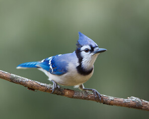 Blue Jay, Cyanocitta cristata, perched in front of a natural background