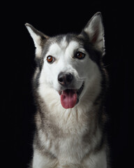 Intense gaze of a Siberian Husky dog emerges from the darkness, highlighting its sharp features and...
