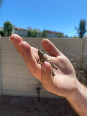 Grasshopper on my hand