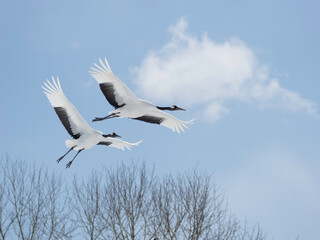 Pair of Red-crowned Cranes flying