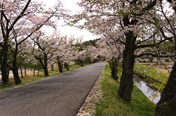 Obraz premium 福島県南湖公園に咲く桜