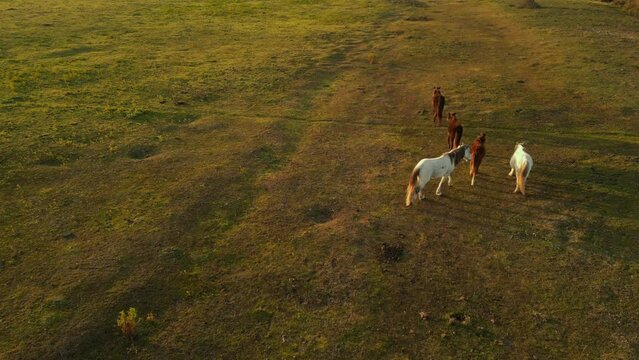 Wild Horse Herd Grazing in Kizilirmak Delta in Samsun Province of Turkey 4K Stock Video
