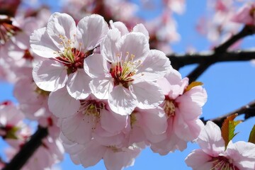 cherry blossom sakura garden, spring nature background