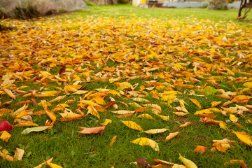 A bed of leaves