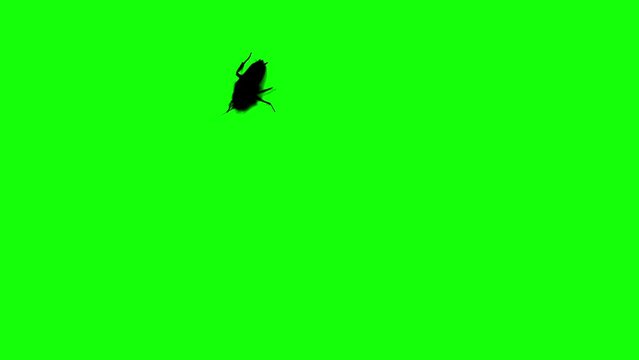 Black Silhouettes cockroach running on green background. Green screen for compositing and presentation.